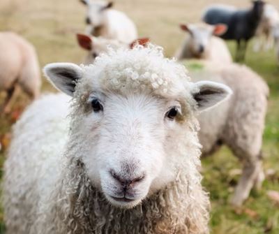 Encouraging successes achieved in tackling stock theft 