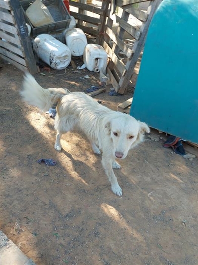 Diereskuiling in Cradock vra hulp
