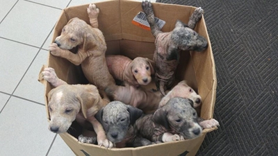 Help reduce numbers of starving animals