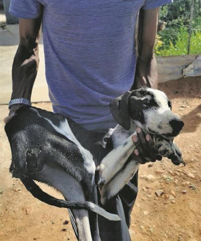 Uitgeteerde hond skok gemeenskap