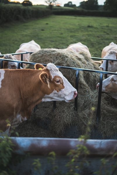 Red Meat and Livestock Primary Cluster