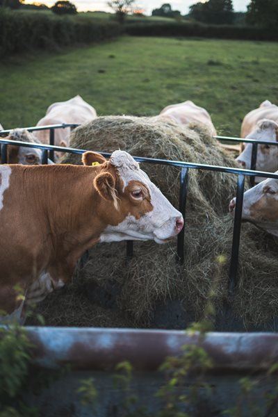 Red Meat and Livestock Primary Cluster