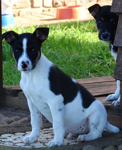 Melkhoutfontein se honde en katte ingeënt