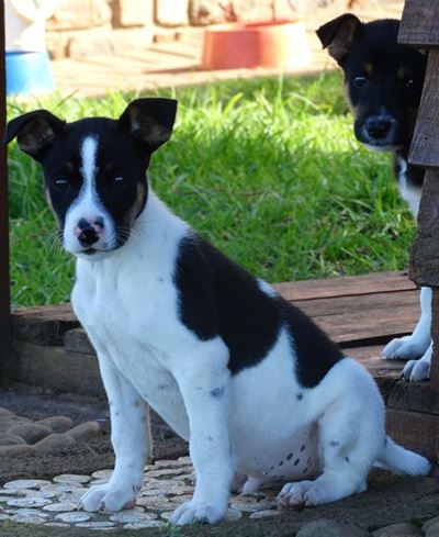 Melkhoutfontein se honde en katte ingeënt