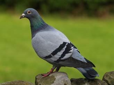 Larry en Rhyn se duiwe maak skoonskip