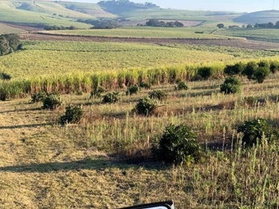 Poachers destroy macadamia trees in Tongaat, costing farmers millions