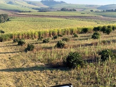 Poachers destroy macadamia trees in Tongaat, costing farmers millions