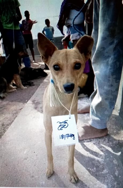 Gloomy times for dogs and owners in Hofmeyr