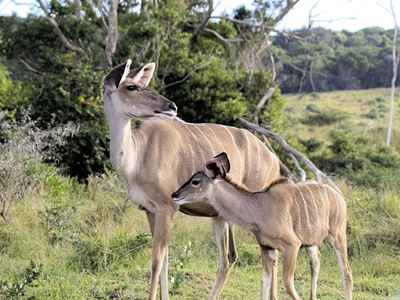 SA biltong hunters cautioned to heed Namibian regulations