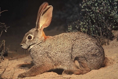 It's illegal to bury dead animals