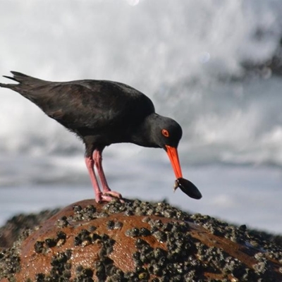 Birding spots around Mossel Bay