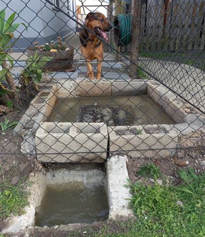 Municipality faces directive on sewage