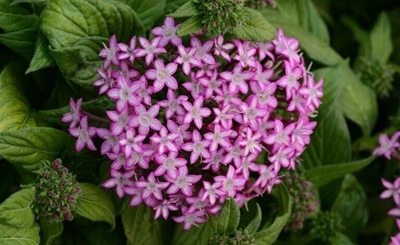 January shape-up – 5 easy tips for a good-looking garden