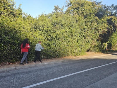 Hedge in Waterside Rd a thorny issue