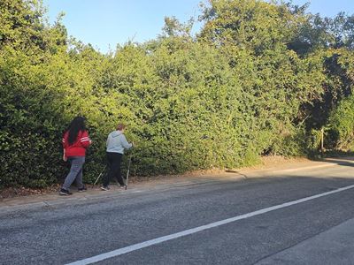 Hedge in Waterside Rd a thorny issue