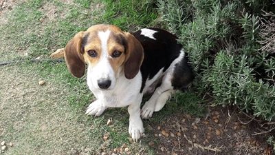 Weet jy aan wie die hond behoort?