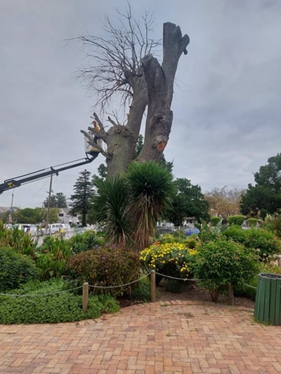 Historic 'Slave Tree' trimmed for safety reasons