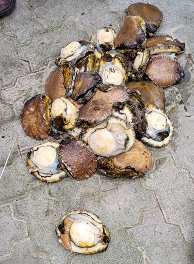 Suspect in Plett court for abalone poaching