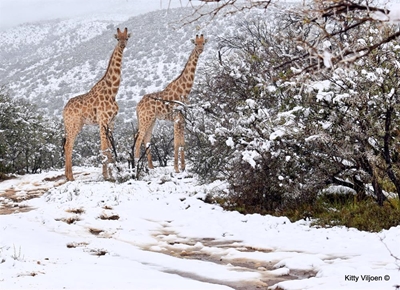 Wildlife in snow a worldwide hit