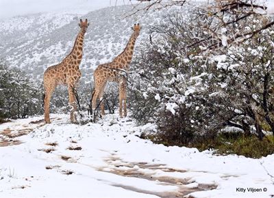 Wildlife in snow a worldwide hit