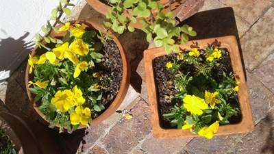 Tuinbouklub leer oor inheemse tuine