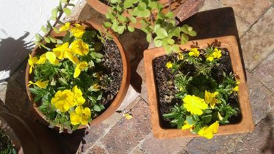 Tuinbouklub leer oor inheemse tuine