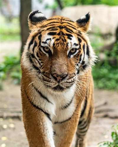 Where is the tiger? Edenvale SPCA yet to confirm safety of big cat