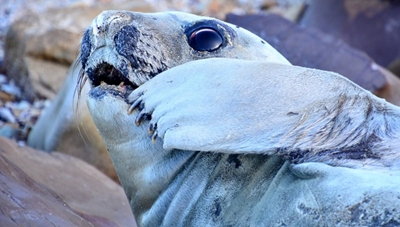 Olifantrob op Santosstrand