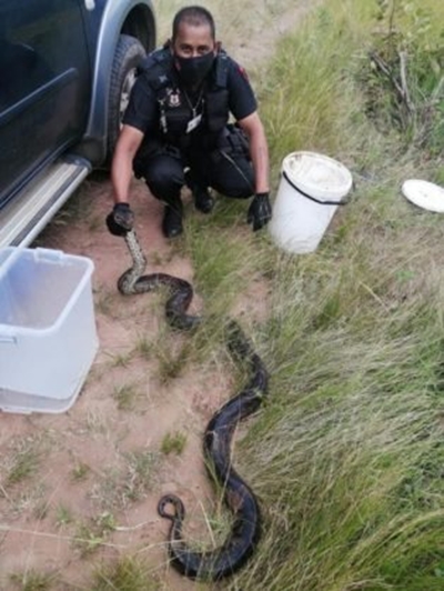 Massive python captured in KZN by herdsman