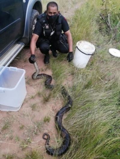 Massive python captured in KZN by herdsman