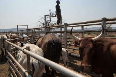 Foot-and-mouth disease outbreak puts SA livestock at risk