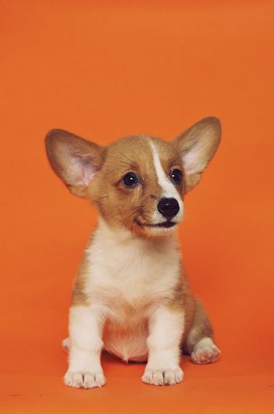 Animal Care Team celebrates 4 years