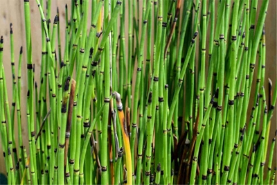 Beware of  those gifted plants