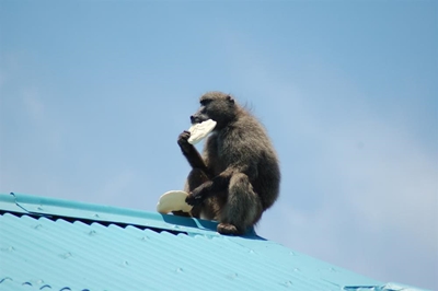 Baboons cause tension