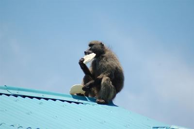 Baboons cause tension