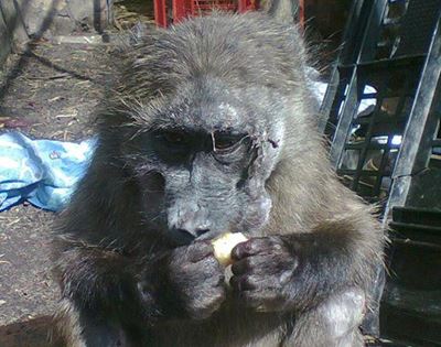Baboon survives hit-and-run