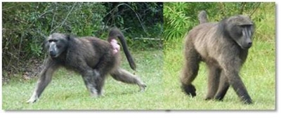 Study focuses on human-baboon conflict