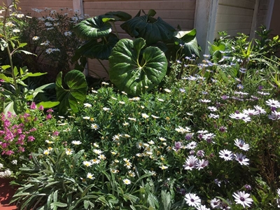 Spog met jou groen vingers op Tuindag