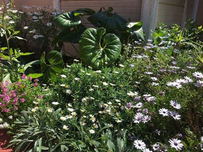 Spog met jou groen vingers op Tuindag