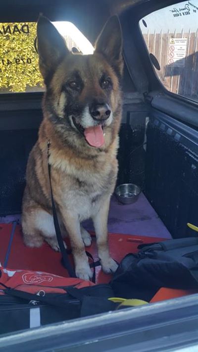 Hond se eienaar gesoek