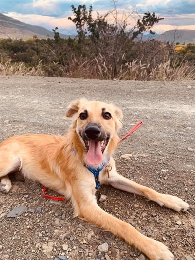 Rescue dog Dobby finds loving home after drain nightmare