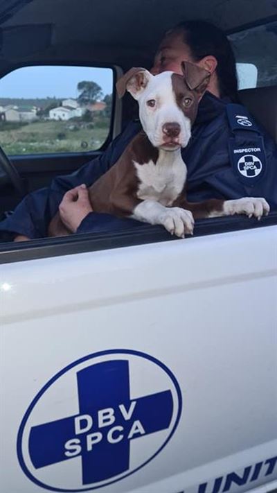 SPCA finds family's stolen dog