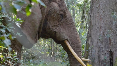 The last remaining elephant in Knysna