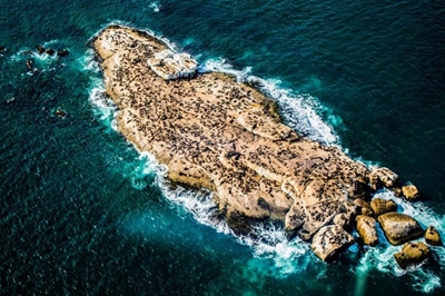 Swim to island causes frenzy