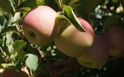 Fruit farmers open hearts to Karoo counterparts