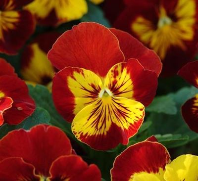 Cool days call for hot colours in the garden