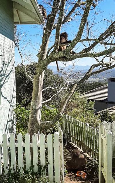 Knysna's big baboon dilemma