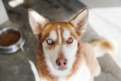 Gentle Mist needs a forever home