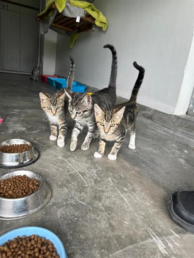 All sorts for adoption at SPCA