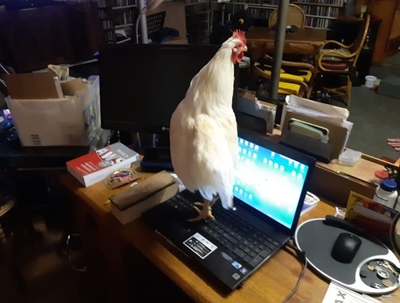 Online training gives wings to developing poultry farmers